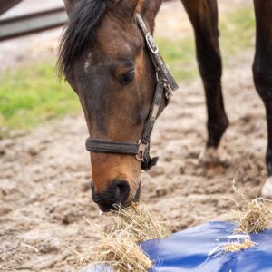 Horse Originals HayPlay ButtonBag