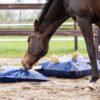 Horse Originals HayPlay ButtonBag