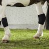 2035+2036-2015+2016_Horse Knee Brace+Hock Brace_On-Horse (Back on Track Marketing's conflicted copy 2020-05-13) Back on Track Kniebeschermer