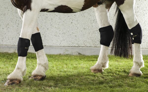 2035+2036-2015+2016_Horse Knee Brace+Hock Brace_On-Horse (Back on Track Marketing's conflicted copy 2020-05-13) Back on Track Kniebeschermer