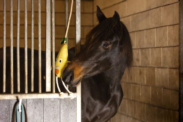 EXCE01050D+5 Excellent Horse Foodie Friends