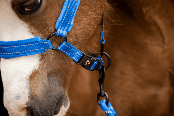 HALS1201A+3 Excellent Horse Superior Halster