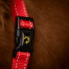 HALS1201B+2 Excellent Horse Superior Halster