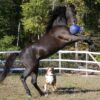 JOLL008+2 Jolly Ball mét geurtje!