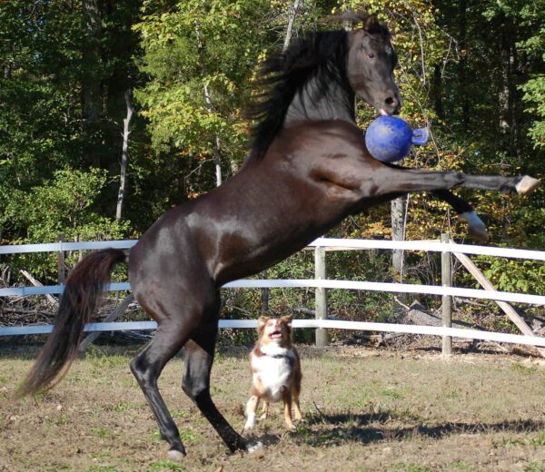 JOLL008+2 Jolly Ball mét geurtje!