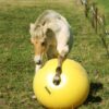 Excellent Horse Maximus Power Play Ball