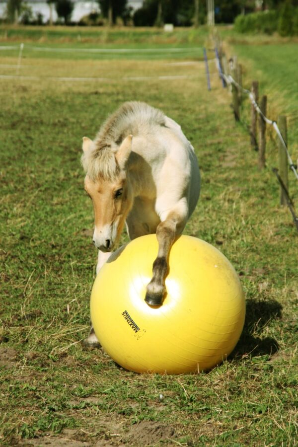 Excellent Horse Maximus Power Play Ball