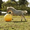 Excellent Horse Maximus Power Play Ball