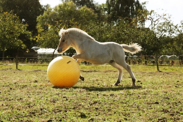 Excellent Horse Maximus Power Play Ball