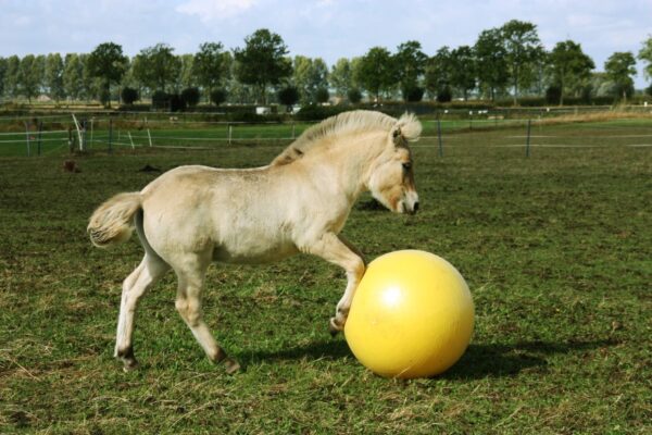 Excellent Horse Maximus Power Play Ball