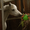 Excellent Horse Fun Play Ball