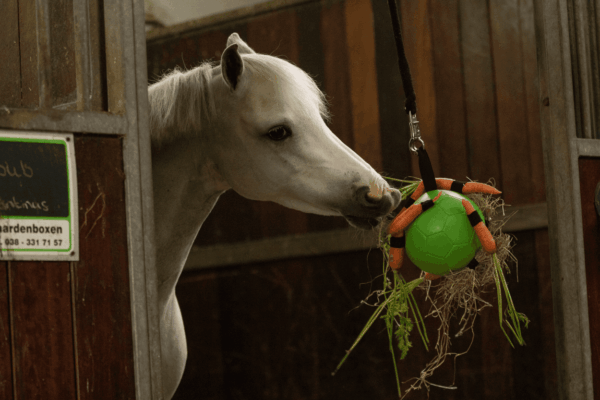 Excellent Horse Fun Play Ball