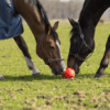 Excellent Horse Fun Play Ball
