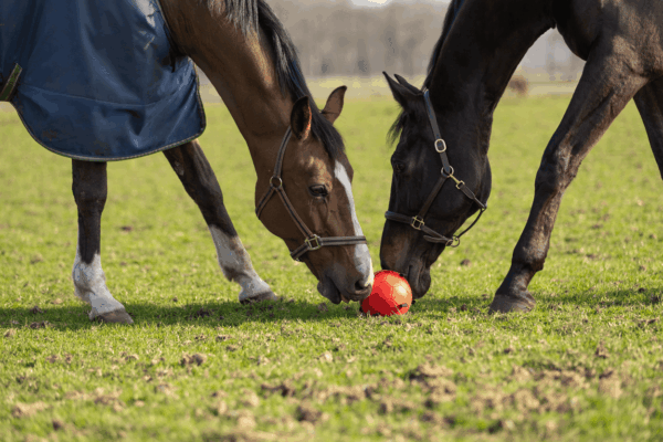 Excellent Horse Fun Play Ball