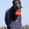 Excellent Horse Fun Play Ball