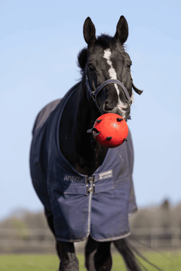 Excellent Horse Fun Play Ball