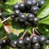 Aronia Fizz3 EM Drink Aronia Fizz