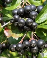 Aronia Fizz3 EM Drink Aronia Fizz