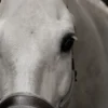 HIGL5052+3 Excellent Horse Hi Gloss Glitter Spray