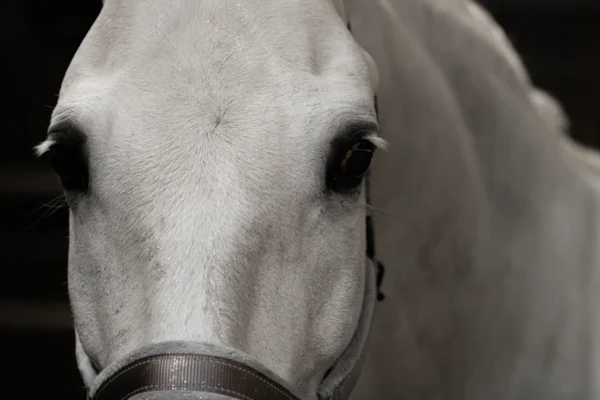 HIGL5052+3 Excellent Horse Hi Gloss Glitter Spray