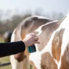 HIGL5052+6 Excellent Horse Hi Gloss Glitter Spray