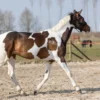 HIGL5052+7 Excellent Horse Hi Gloss Glitter Spray