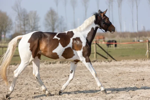 HIGL5052+7 Excellent Horse Hi Gloss Glitter Spray