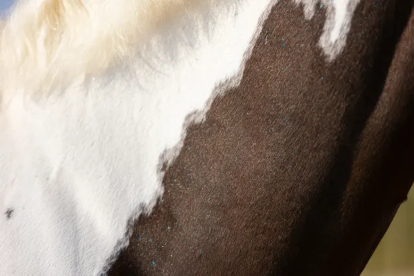 HIGL5055+2 Excellent Horse Hi Gloss Glitter Spray