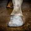 HIGL7051+2 Excellent Horse Hi Gloss Glitter Hoof Polish
