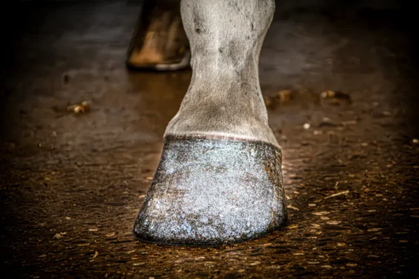 HIGL7051+2 Excellent Horse Hi Gloss Glitter Hoof Polish