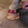 HIGL7052+2 Excellent Horse Hi Gloss Glitter Hoof Polish