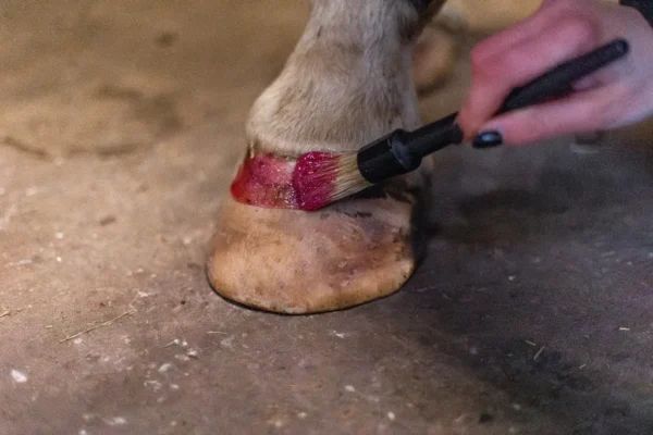 HIGL7052+2 Excellent Horse Hi Gloss Glitter Hoof Polish