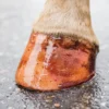 HIGL7052+4 Excellent Horse Hi Gloss Glitter Hoof Polish